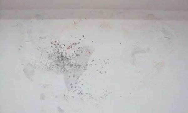  Tường bị ẩm mốc phải làm sao? 7 Cách xử lý đơn giản, hiệu quả nhất