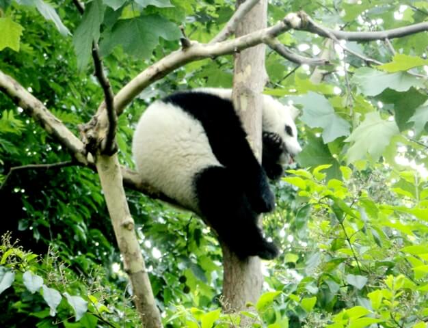 Gấu trúc ngủ trên cây, trông giống y một chú gấu nhồi bông khiến mọi người không giấu được vẻ thích thú