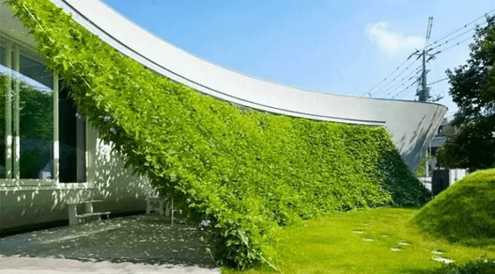 Trồng cây xanh lấy bóng mát để chống nóng cho tường nhà