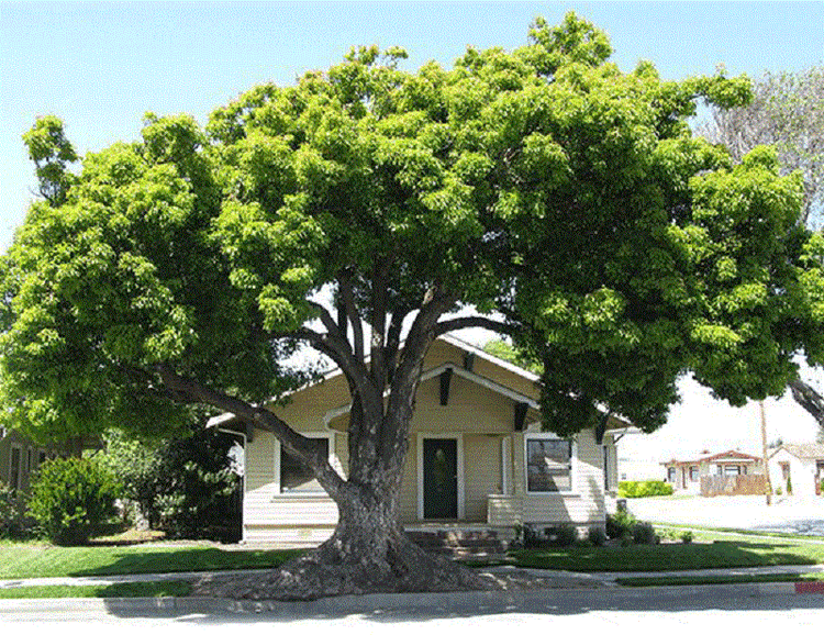 Sử dụng cây vườn để đổ bóng mát lên mái giúp chống nóng mái tôn